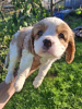 Photo №3. Chiots Cavalier King Charles Spaniel idéaux.. La finlande