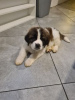 Photo №1. saint-bernard - à vendre en ville de Berlin | Gratuit | Annonce №126724