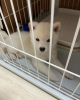 Photo №1. shiba - à vendre en ville de Tallinn | négocié | Annonce №124643