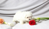 Photo №3. Magnifique chiot Bichon Maltais. Suisse