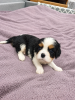 Photos supplémentaires: Chiots Cavalier King Charles Spaniel idéaux.