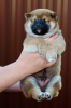 Photos supplémentaires: Chiots shiba inu