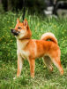 Photo №3. Chiots Shiba Inu. Ukraine