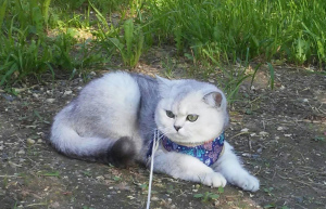 Photo №3. British kitty BRI ns 11. Fédération de Russie