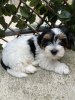 Photo №1. yorkshire terrier - à vendre en ville de Flower Mound | 237€ | Annonce №64319