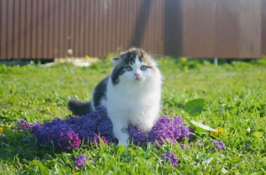 Photo №2 de l'annonce № 2943 de la vente scottish fold - acheter à Fédération de Russie de la fourrière