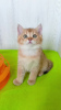 Photo №4. Je vais vendre chat chinchilla en ville de Карловка. de la fourrière - prix - 600€