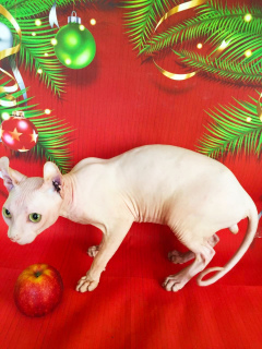 Photos supplémentaires: Elevage de chat blanc elfe