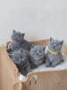 Photo №1. british shorthair - à vendre en ville de Bremerhaven | 350€ | Annonce № 108591