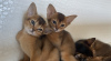 Photos supplémentaires: chatons abyssins