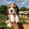 Photo №3. Deux magnifiques chiots beagle à vendre. Allemagne