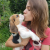 Photo №3. Beaux chiots beagle. Allemagne