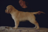 Photo №4. Je vais vendre golden retriever en ville de Saint-Pétersbourg. éleveur - prix - 845€