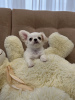 Photo №2 de l'annonce № 38422 de la vente chien bâtard - acheter à Biélorussie de la fourrière