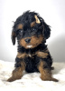 Photos supplémentaires: Cavapoo-cavapoo (caniche jouet cavalier)