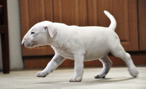 Photo №3. Chiot bull terrier. Ukraine