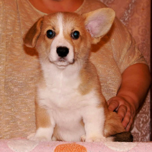 Photo №2 de l'annonce № 5787 de la vente welsh corgi - acheter à Fédération de Russie annonce privée