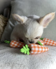 Photo №3. CHIHUAHUA CHIOT. USA