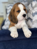 Photo №2 de l'annonce № 102243 de la vente beagle - acheter à USA annonce privée