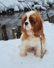 Photo №1. cavalier king charles spaniel - à vendre en ville de Zelenograd | négocié | Annonce №40116