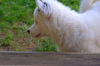 Photo №3. Un charmant petit chien - un étranglement yakut. Pologne