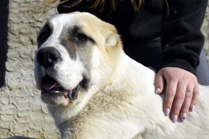 Photos supplémentaires: Vente de chiots du chien de berger d'Asie centrale (Alabai).