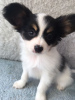 Photos supplémentaires: Chiots Papillon mignons avec pedigree pour adoption