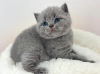 Photo №1. british shorthair - à vendre en ville de Buffalo | 246€ | Annonce № 88665