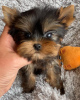 Photo №1. yorkshire terrier - à vendre en ville de Bremen | 237€ | Annonce №42918