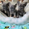 Photo №1. bouledogue - à vendre en ville de Гамбург | 490€ | Annonce №83114