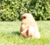 Photo №3. Les chiots Chow Chow sont maintenant prêts à emménager dans de nouveaux foyers. USA