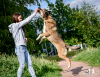 Photos supplémentaires: Bim, un jeune chien joyeux, cherche un foyer.