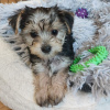 Photo №4. Je vais vendre yorkshire terrier en ville de Leipzig. annonce privée - prix - 265€