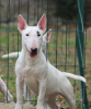 Photo №1. bull terrier - à vendre en ville de Belgrade | négocié | Annonce №118204