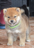 Photo №1. shiba - à vendre en ville de Kragujevac | négocié | Annonce №106786