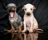 Photo №1. american hairless terrier - à vendre en ville de Varsovie | 1150€ | Annonce №63283