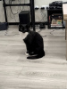Photos supplémentaires: Le merveilleux chat Butya cherche un foyer !