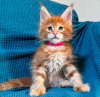 Photo №4. Je vais vendre maine coon en ville de St. Gallen. annonce privée - prix - 400€