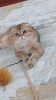 Photo №1. scottish fold - à vendre en ville de Стамбул | négocié | Annonce № 50288