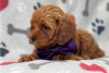 Photo №3. Beaux chiots Cavapoo Pour adoption gratuite. Allemagne