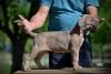 Photos supplémentaires: Chiots Cane Corso