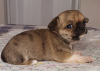 Photos supplémentaires: Chihuahua Mini Garçon Sable Rouge