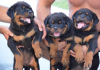 Photo №2 de l'annonce № 113447 de la vente rottweiler - acheter à Serbie éleveur