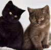 Photo №2 de l'annonce № 108935 de la vente british shorthair - acheter à Allemagne annonce privée