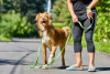 Photo №3. Le magnifique chien Rom cherche une famille.. Fédération de Russie