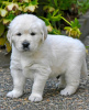 Photo №3. Adorables chiots golden retriever disponibles maintenant. Italie