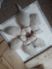 Photo №4. Je vais vendre british shorthair en ville de Görlitz. annonce privée, éleveur - prix - 350€