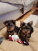 Photo №1. yorkshire terrier - à vendre en ville de Wiesbaden | Gratuit | Annonce №118517