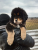 Photo №1. chien bâtard - à vendre en ville de Zaporijia | 700€ | Annonce №9471