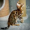 Photo №3. Chaton mâle Bengal de race Mayson (U). Italie